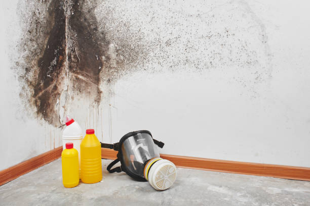 Best Mold Cleaning Services  in Hailey, ID
