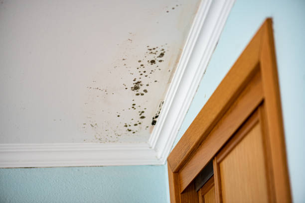 Best Toxic Mold Removal  in Hailey, ID