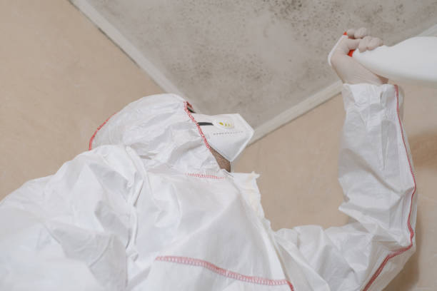 Best Office Mold Removal Services  in Hailey, ID
