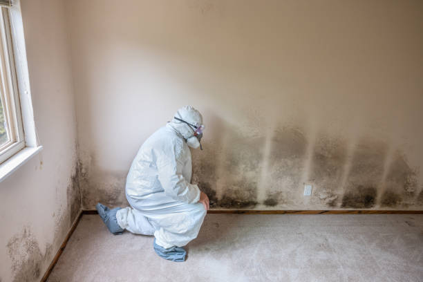 Best Mold Testing  in Hailey, ID
